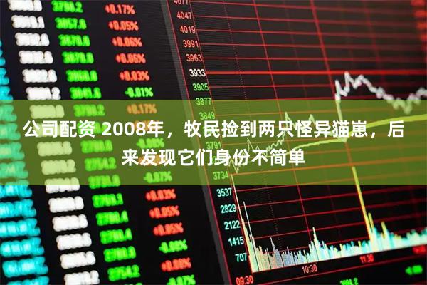 公司配资 2008年，牧民捡到两只怪异猫崽，后来发现它们身份不简单