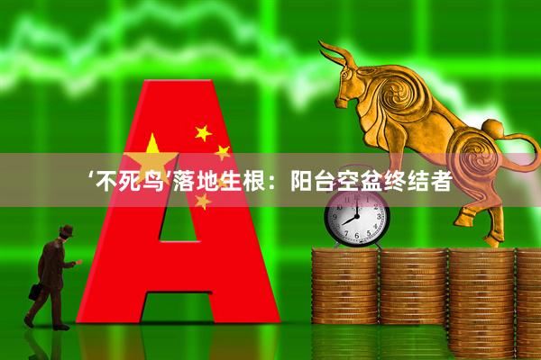‘不死鸟’落地生根：阳台空盆终结者